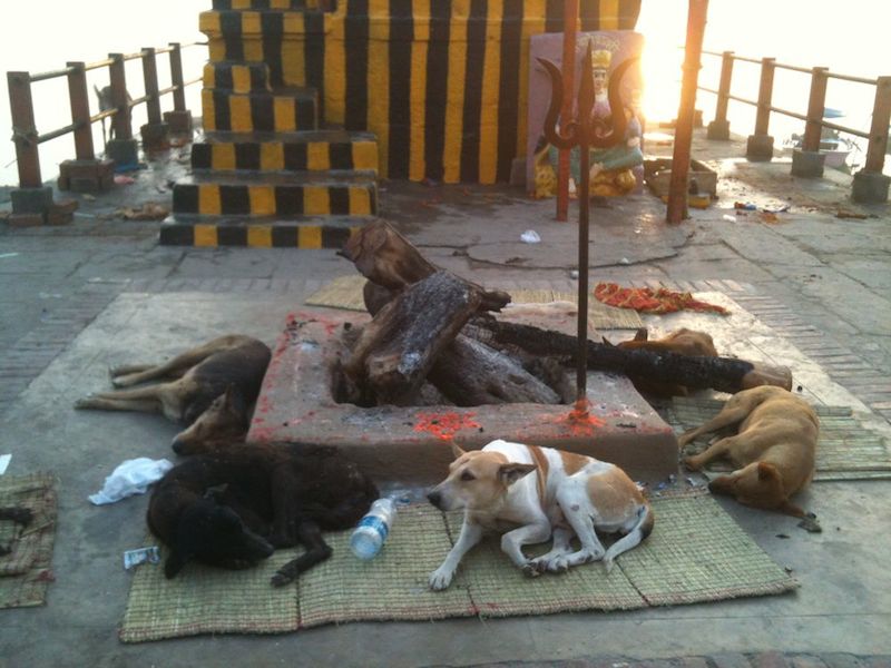 A stray dog in Varanasi, India