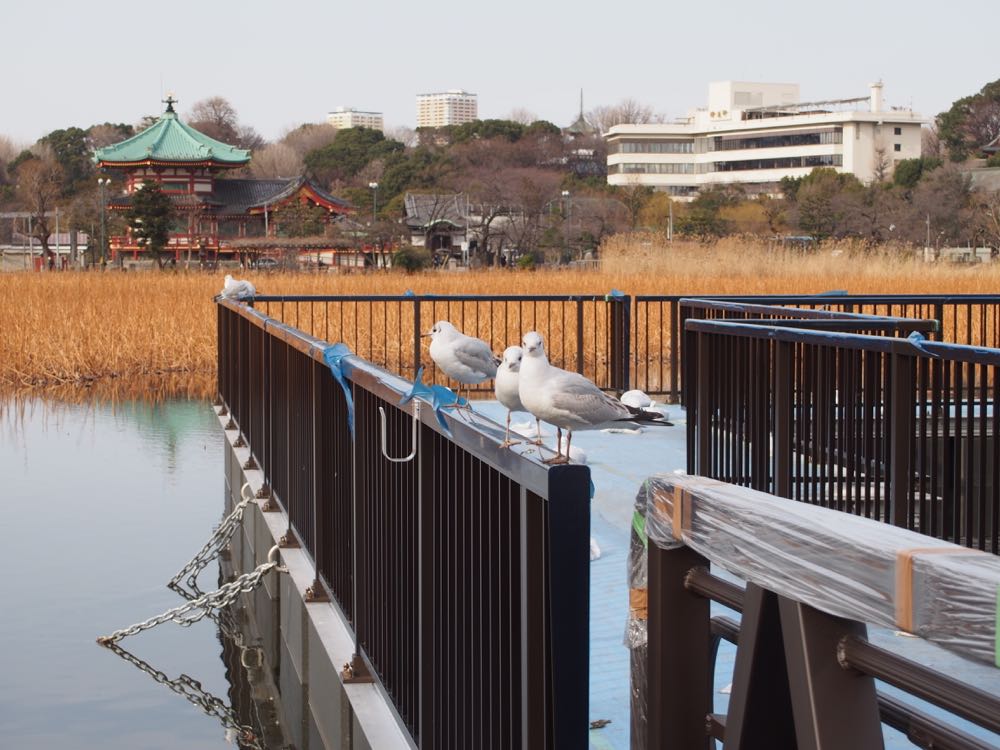 Peaceful Shinobazu-no-ike Pond