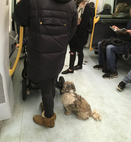 A dog in a train in Copenhagen
