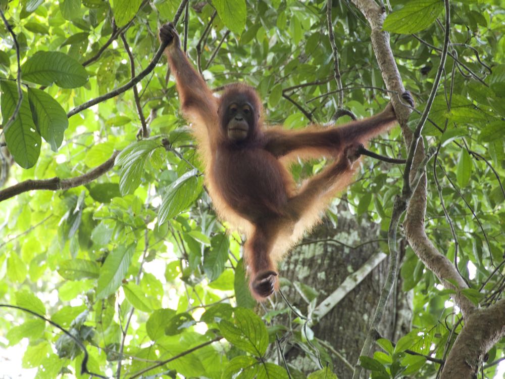 An orangutan infant in Danum Valley