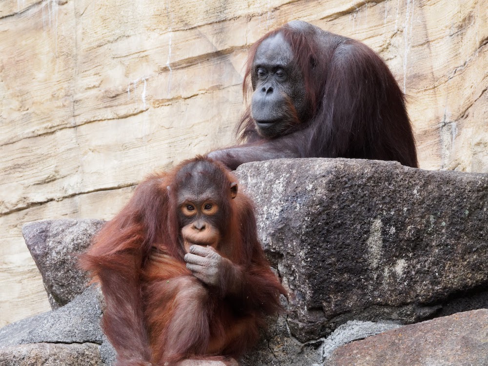 Orangutans in Tama Zoological Park